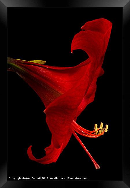 Red Amaryllis - 4 Framed Print by Ann Garrett