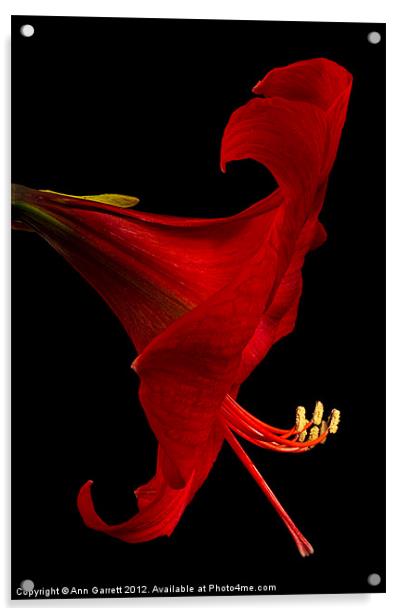 Red Amaryllis - 4 Acrylic by Ann Garrett