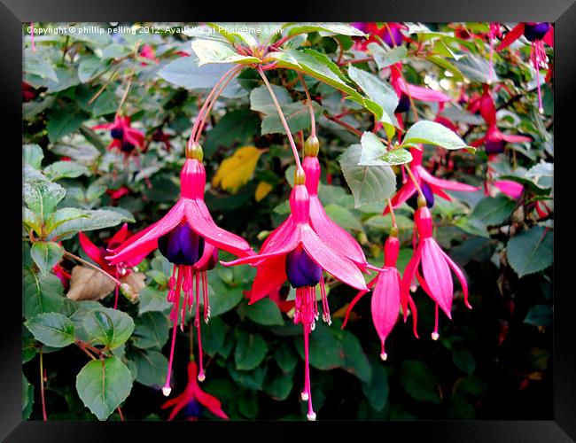 Fuchsia Framed Print by camera man