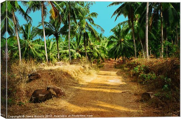 Path through a coconut grove Canvas Print by Jasna Buncic