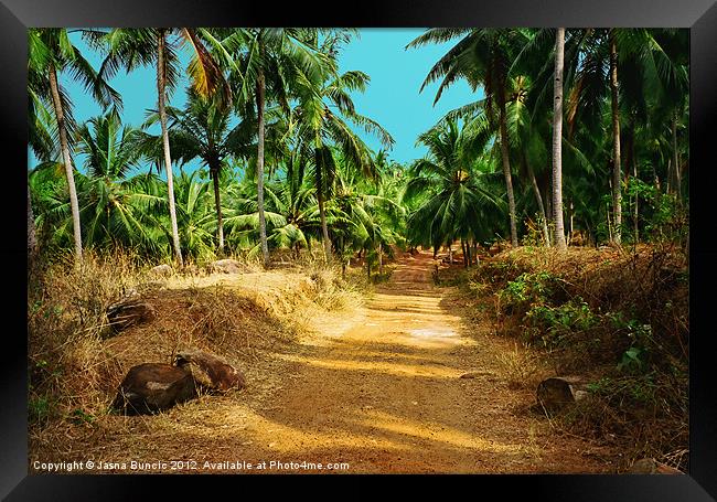 Path through a coconut grove Framed Print by Jasna Buncic