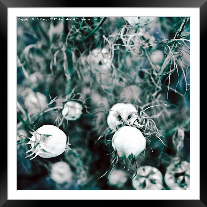Seed Heads Blue and Green Framed Mounted Print by JG Mango