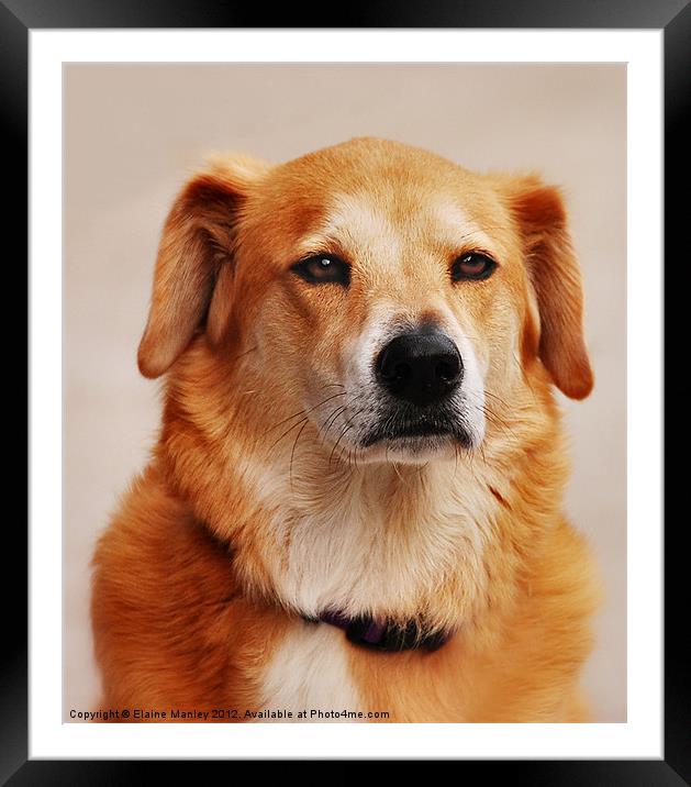 A Golden Friend Framed Mounted Print by Elaine Manley