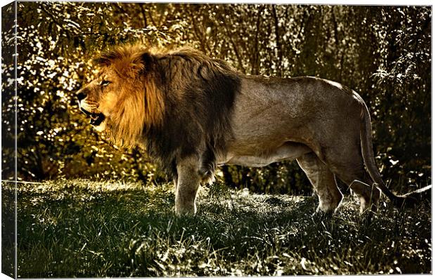 The Lion King Canvas Print by Elaine Manley