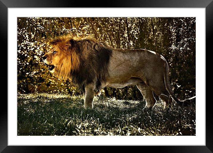 The Lion King Framed Mounted Print by Elaine Manley