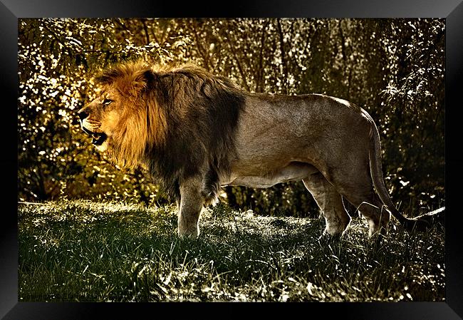 The Lion King Framed Print by Elaine Manley
