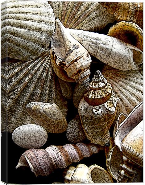 Seashells Canvas Print by Elizabeth Wilson-Stephen