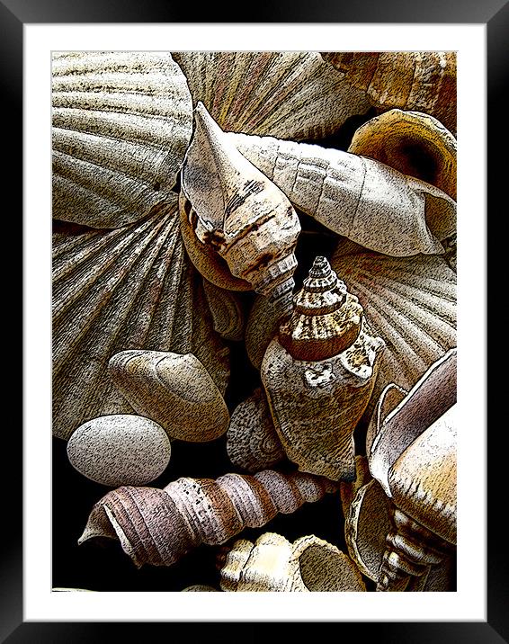 Seashells Framed Mounted Print by Elizabeth Wilson-Stephen