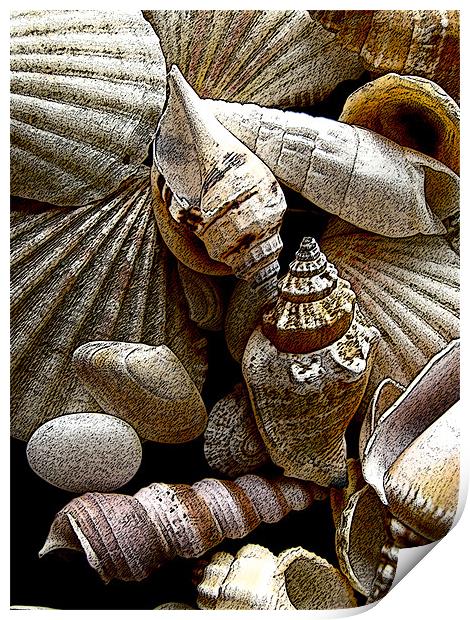 Seashells Print by Elizabeth Wilson-Stephen