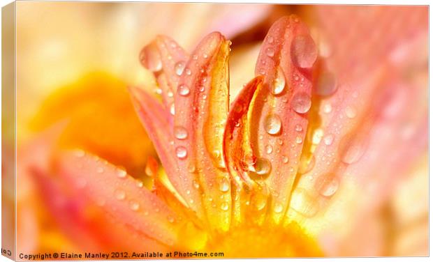 Water Droplets on a Flower with Pastel Petals Canvas Print by Elaine Manley