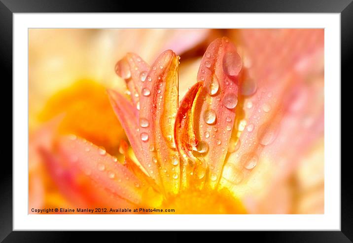 Water Droplets on a Flower with Pastel Petals Framed Mounted Print by Elaine Manley