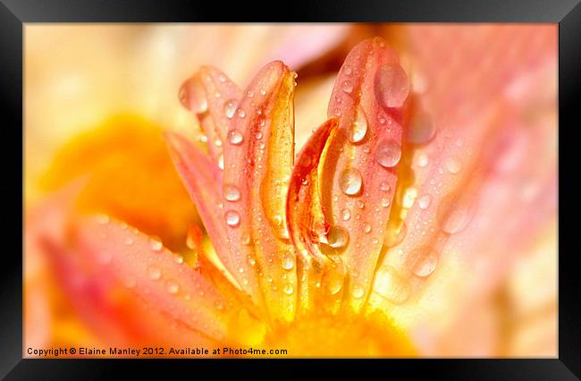 Water Droplets on a Flower with Pastel Petals Framed Print by Elaine Manley