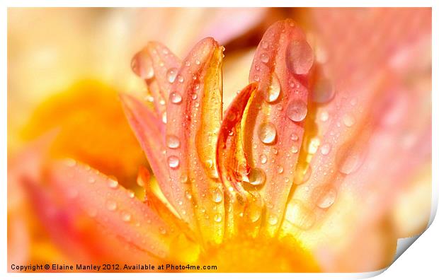 Water Droplets on a Flower with Pastel Petals Print by Elaine Manley