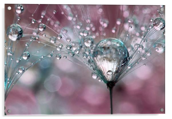 Rasberry Sparkles Acrylic by Sharon Johnstone