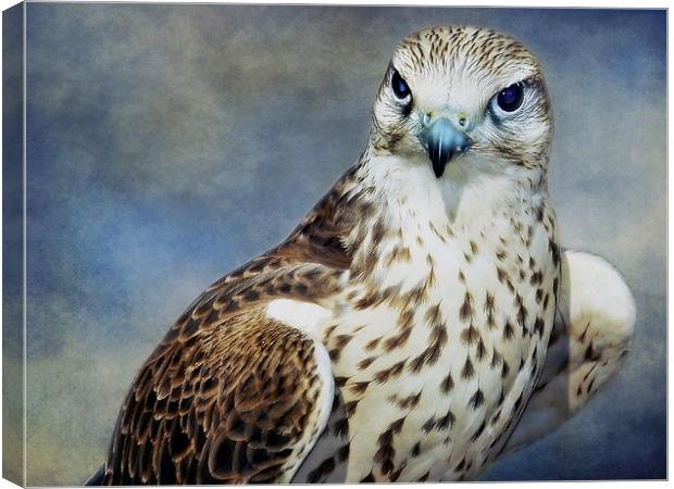 Saker Falcon Canvas Print by Aj’s Images