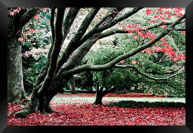 Autumn Leaves Westonbirt Framed Print by JG Mango