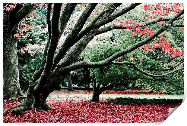 Autumn Leaves Westonbirt Print by JG Mango