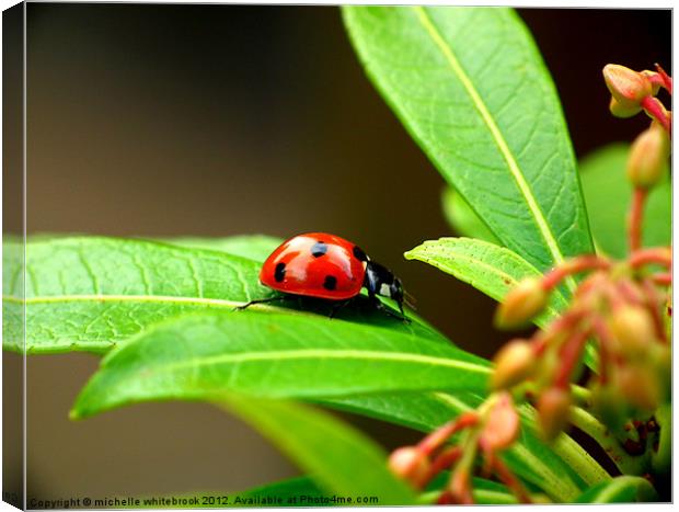 Seven spotted ladybird Canvas Print by michelle whitebrook