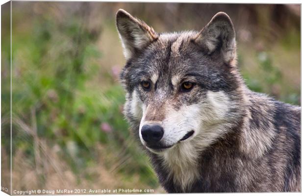 Grey wolf Canvas Print by Doug McRae