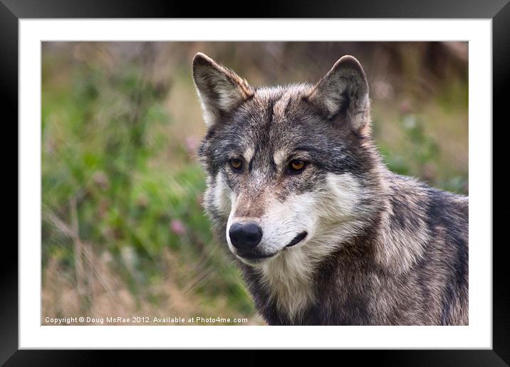 Grey wolf Framed Mounted Print by Doug McRae