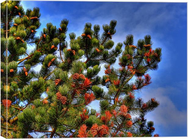 Pine In The Sky Canvas Print by Louise Godwin