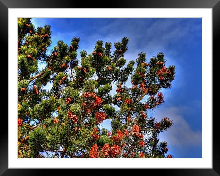 Pine In The Sky Framed Mounted Print by Louise Godwin