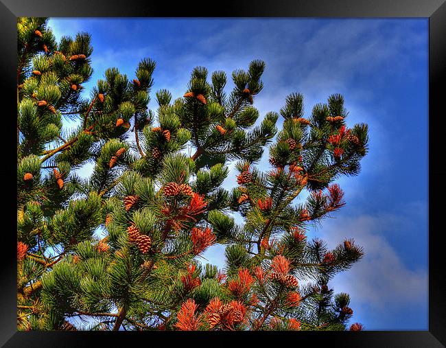 Pine In The Sky Framed Print by Louise Godwin