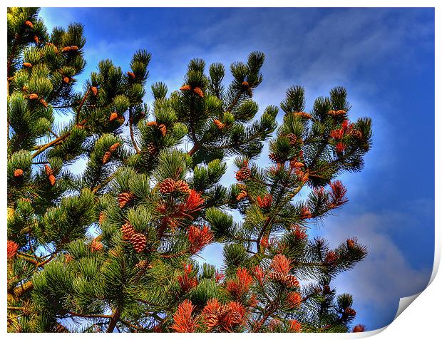 Pine In The Sky Print by Louise Godwin
