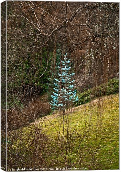 little blue spruce Canvas Print by kirstin price