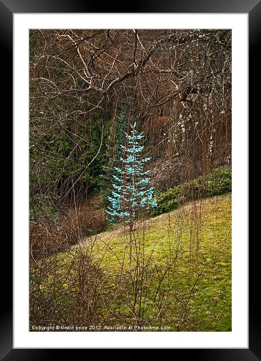 little blue spruce Framed Mounted Print by kirstin price