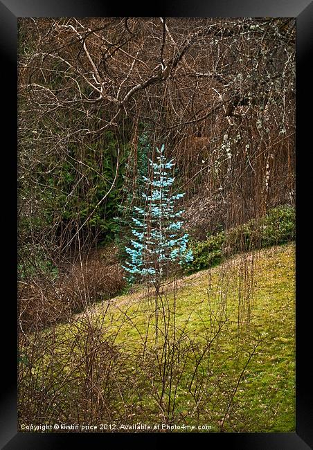 little blue spruce Framed Print by kirstin price