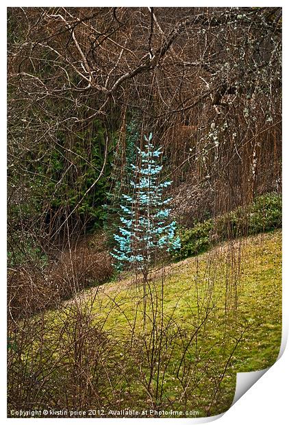 little blue spruce Print by kirstin price