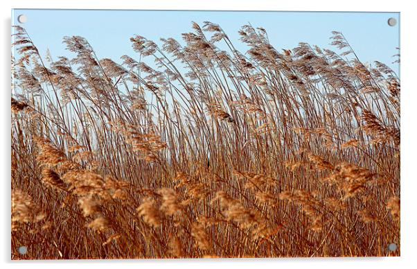 Golden Grass Acrylic by Louise Godwin