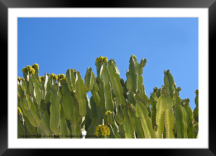 Cactus On Blue Framed Mounted Print by James Lavott