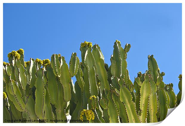 Cactus On Blue Print by James Lavott