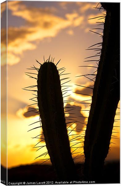 Cactus Sunset Silhouette Canvas Print by James Lavott