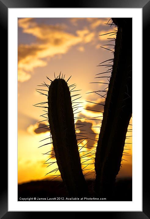 Cactus Sunset Silhouette Framed Mounted Print by James Lavott