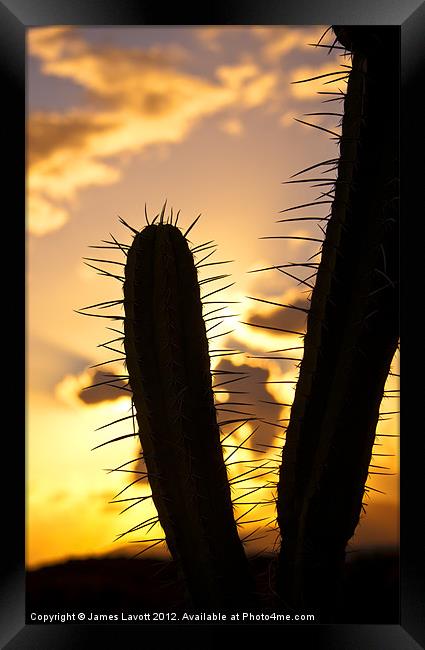 Cactus Sunset Silhouette Framed Print by James Lavott