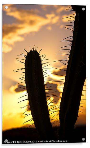 Cactus Sunset Silhouette Acrylic by James Lavott