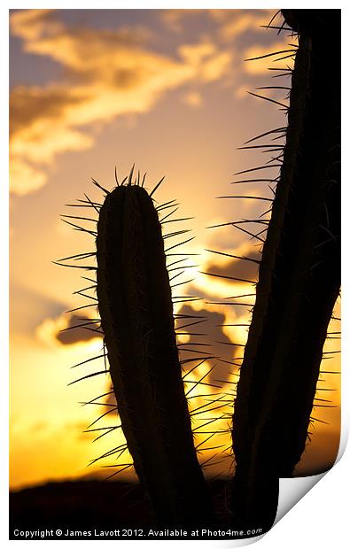 Cactus Sunset Silhouette Print by James Lavott