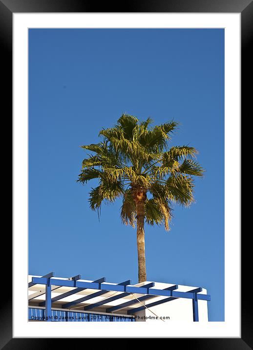 Rooftop Palm Framed Mounted Print by James Lavott