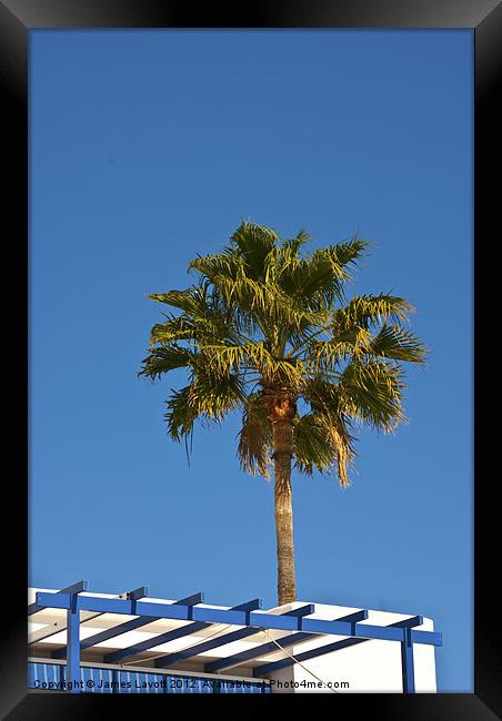 Rooftop Palm Framed Print by James Lavott
