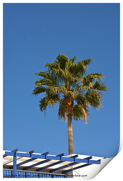 Rooftop Palm Print by James Lavott