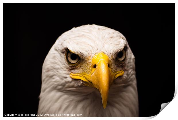 eagle eyed Print by Jo Beerens