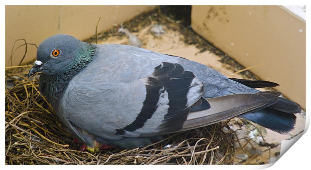 pigeon on the chick Print by Hassan Najmy