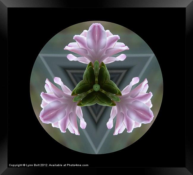 Hyacinth Framed Print by Lynn Bolt