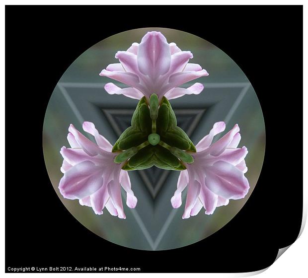 Hyacinth Print by Lynn Bolt