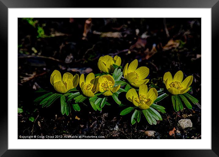 Winter aconites Framed Mounted Print by Colin Chipp