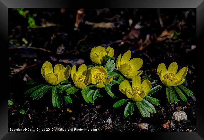 Winter aconites Framed Print by Colin Chipp