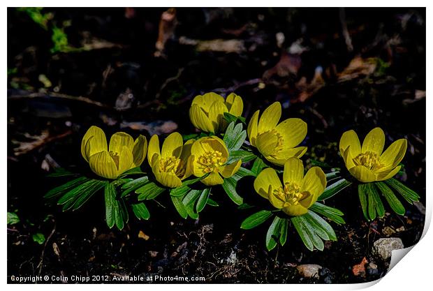 Winter aconites Print by Colin Chipp